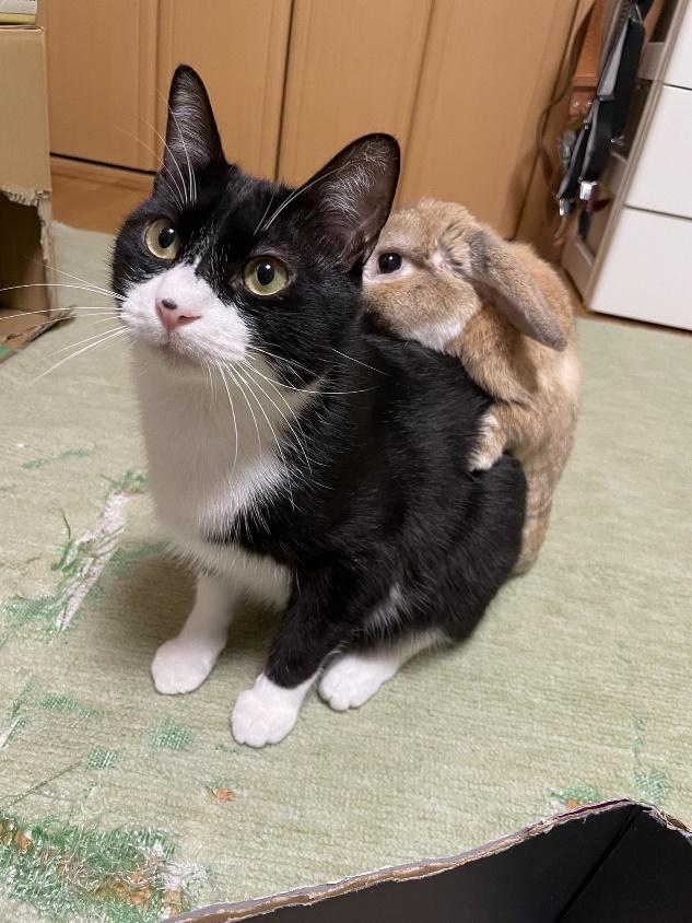 悶絶必至なウサギリュック