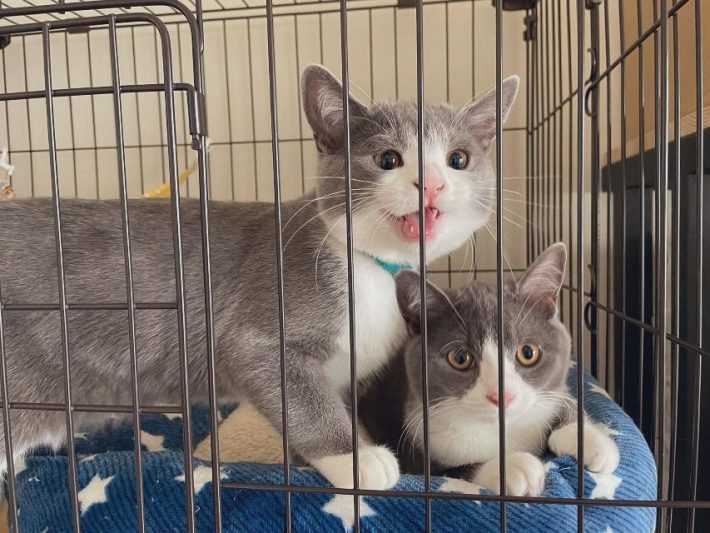 ケージの中にいる2匹