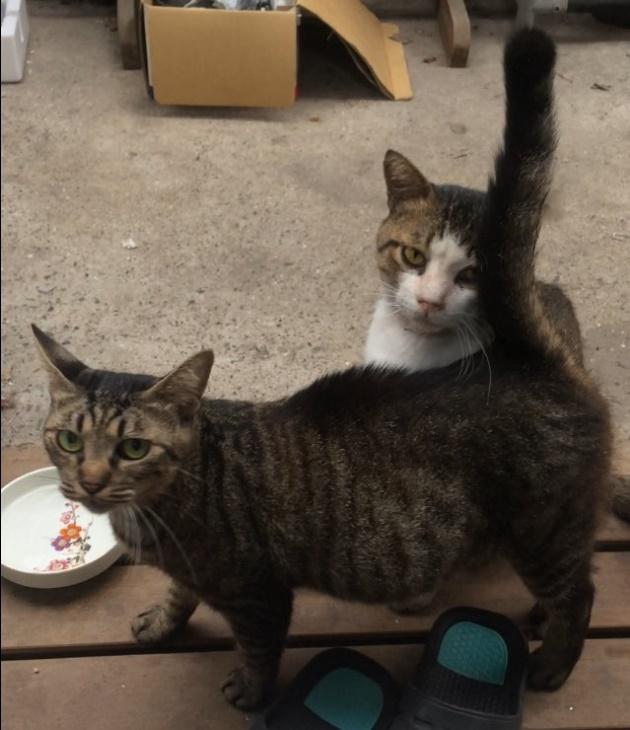 トトちゃんとタヌくん