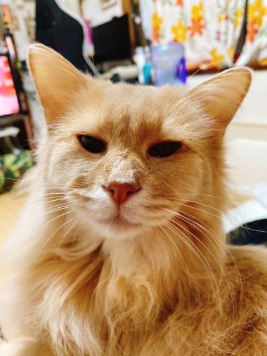 優しい眼差しのふぁん太くん