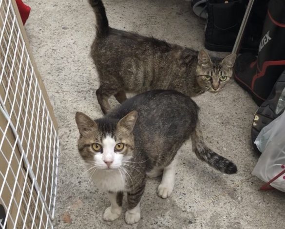 家族の元に戻ったタヌくん