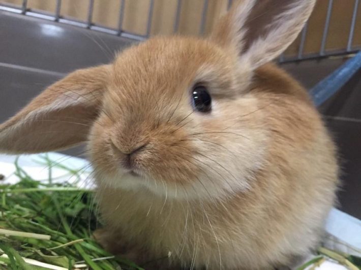 赤ちゃん時代のキナオくん