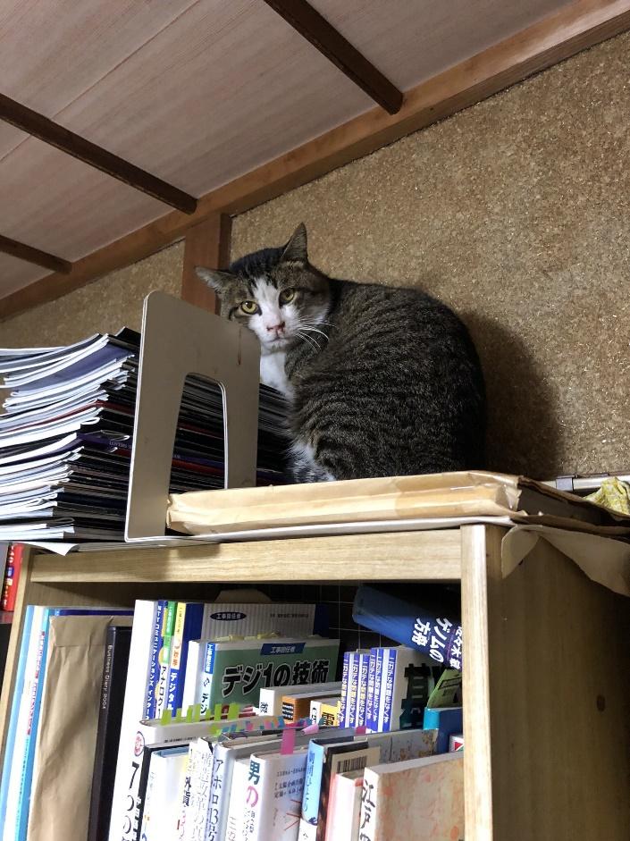 棚の上のタヌくん