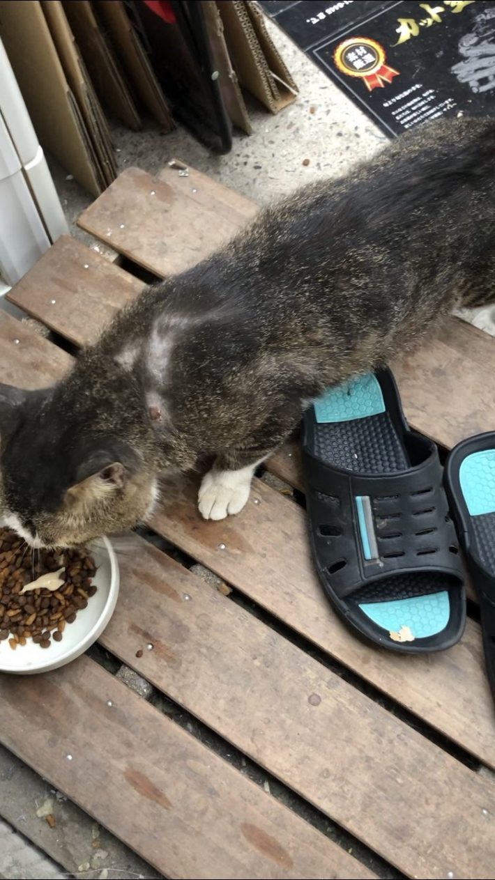 毛が抜けてしまったタヌくん