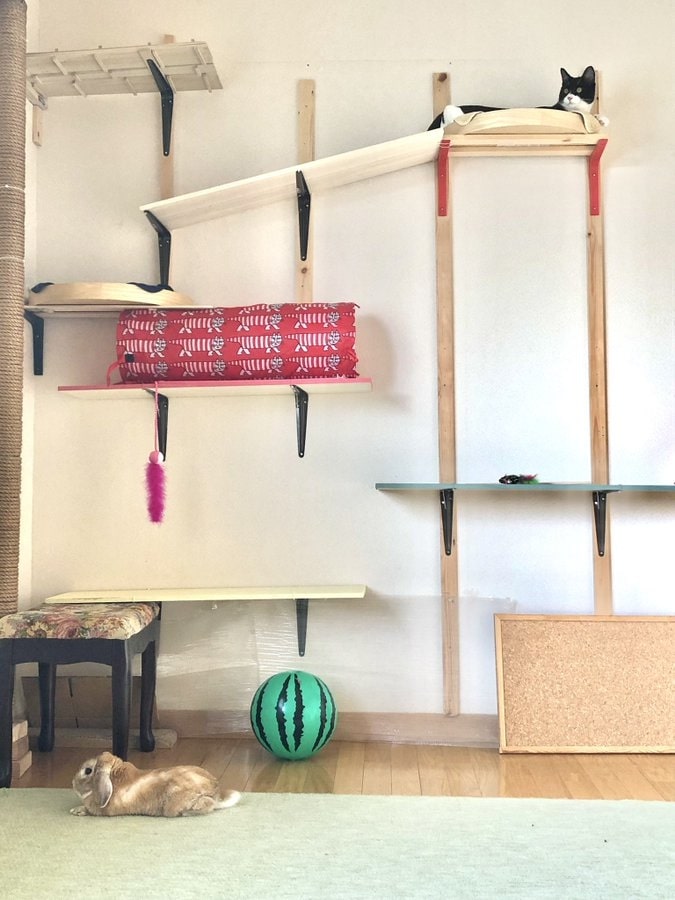 キャットタワーに登るビビくん