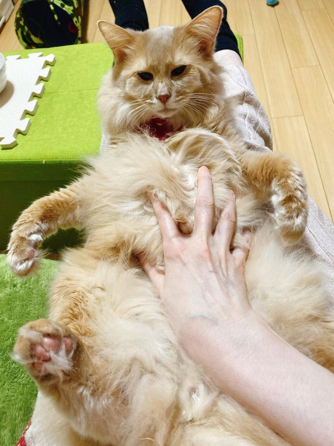 膝の上でヘソ天