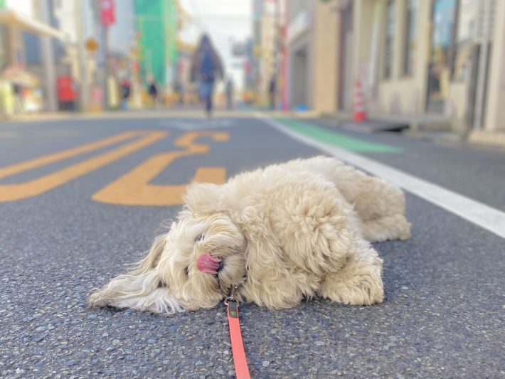 飼い主さんは歩くのが大好き