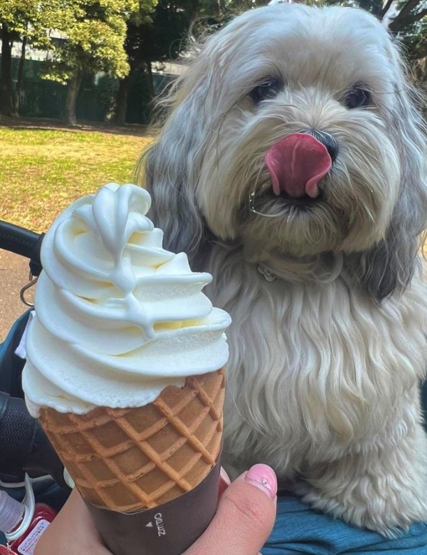 かわいいペロリが見られた花見散歩