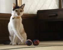 『劇場版 ねこ物件』場面写真