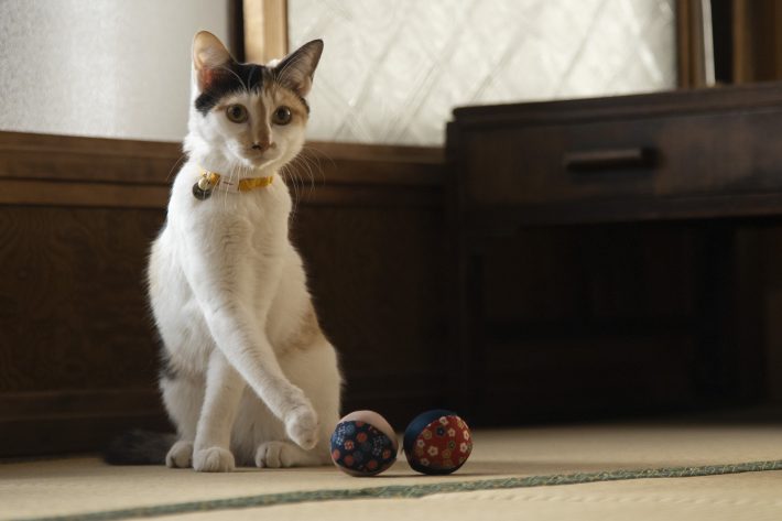 『劇場版 ねこ物件』場面写真