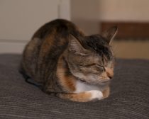 『劇場版 ねこ物件』場面写真