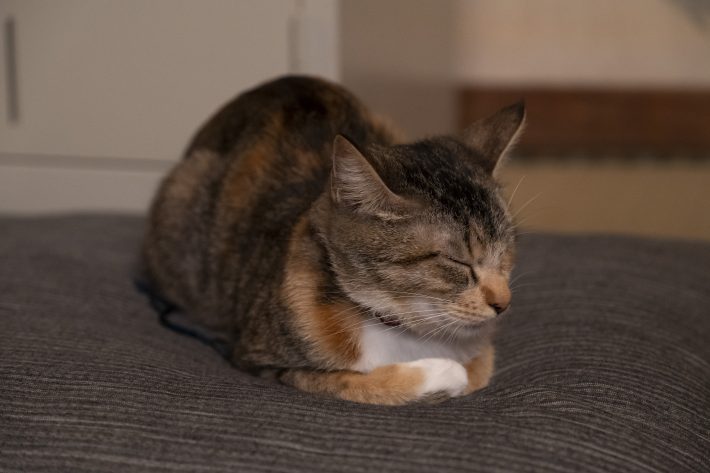 『劇場版 ねこ物件』場面写真