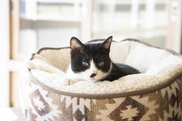 『劇場版 ねこ物件』場面写真