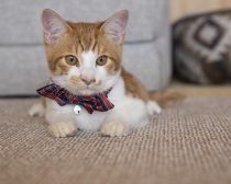 『劇場版 ねこ物件』場面写真