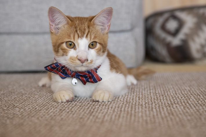 『劇場版 ねこ物件』場面写真