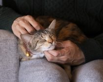 『劇場版 ねこ物件』場面写真