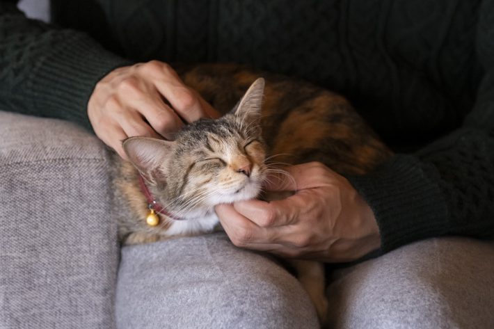 『劇場版 ねこ物件』場面写真