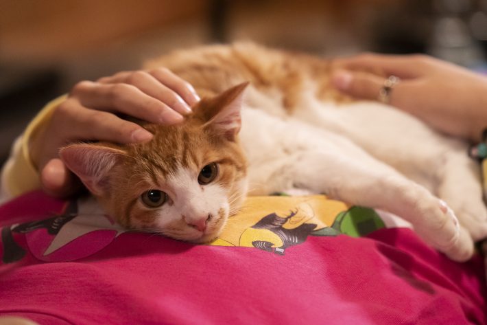 死ぬまで面倒が見られると思えたときに飼うべき