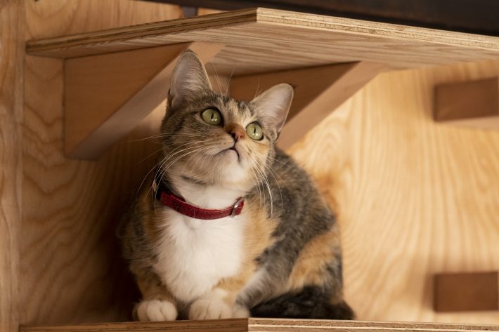 『劇場版 ねこ物件』場面写真