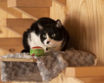 『劇場版 ねこ物件』場面写真