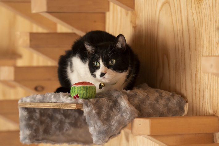 『劇場版 ねこ物件』場面写真