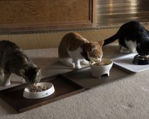 『劇場版 ねこ物件』場面写真