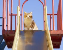 『劇場版 ねこ物件』場面写真