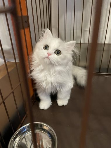 天真爛漫な性格に育つノーマンくん