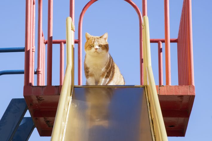 『劇場版 ねこ物件』場面写真