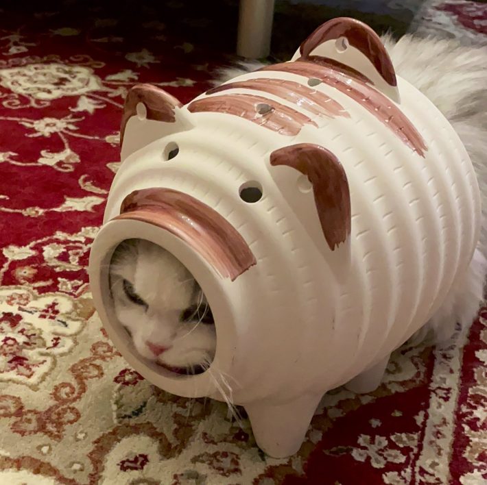 爆可愛い！“蚊取り線香ぶた”にすっぽりハマったネコちゃんを見てくれ