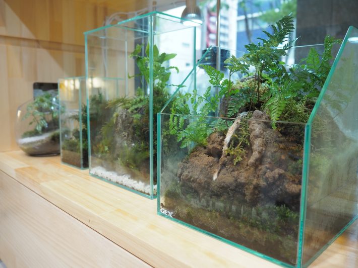 テラリウム
