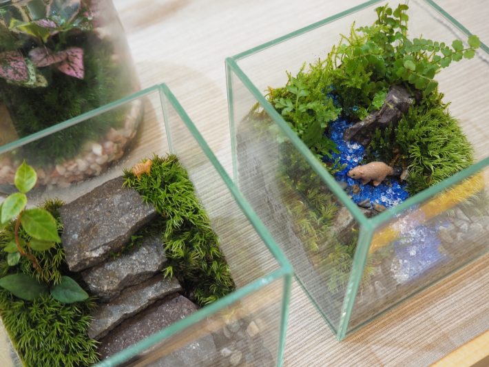 テラリウム