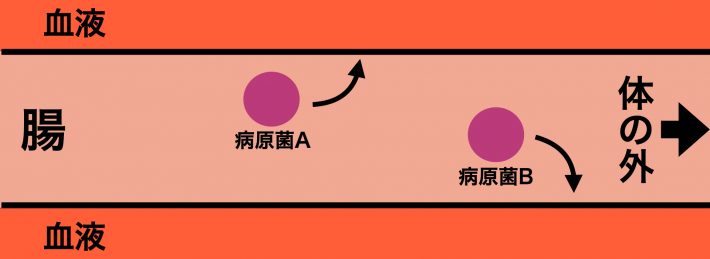 腸のバリア機能の図2