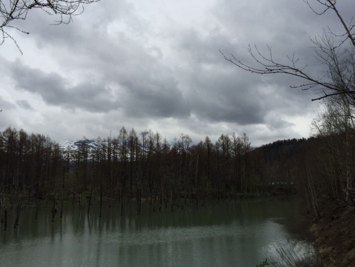 「青い池」が、まさかの「ただの池」に