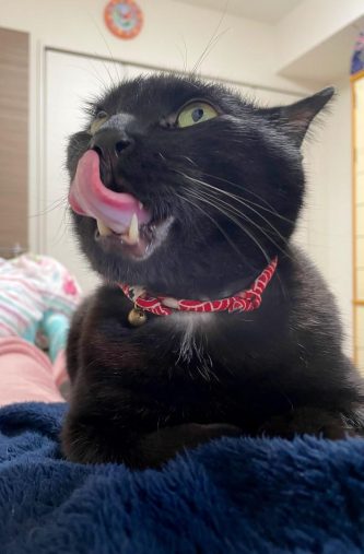 ぺろんするもずくくん