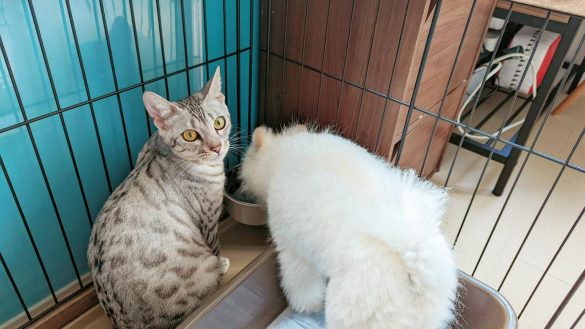 こめたくんのケージにて