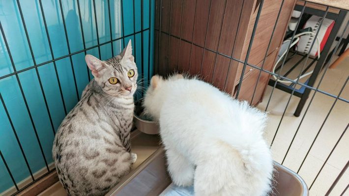 こめたくんのケージにて