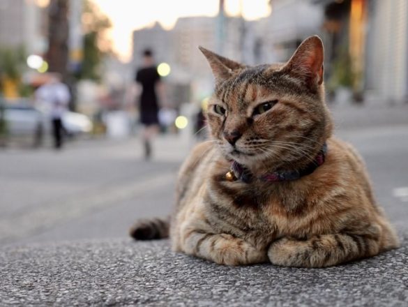 いなくなる直近に撮られた写真