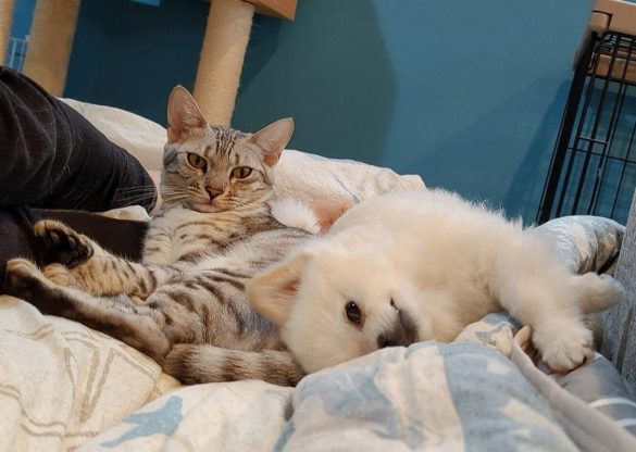 一緒に寝転がる2匹