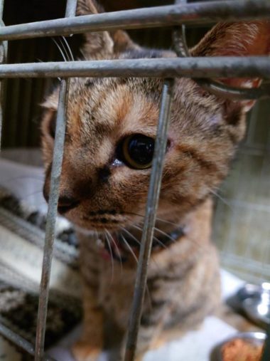 帰宅後、数日間はケージの中で過ごしてもらった