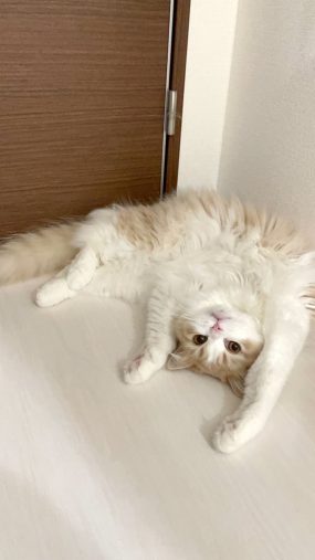 ごろんするこなつ