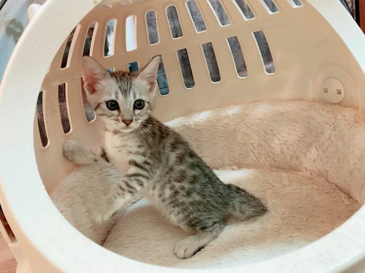 子猫時代のうにちゃん