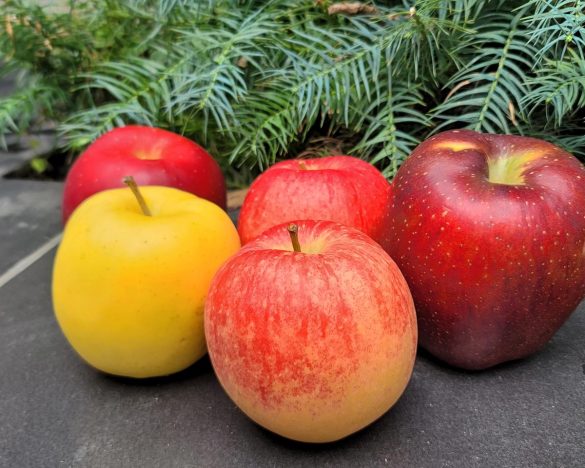 リンゴの季節が到来。品種はますます充実しています