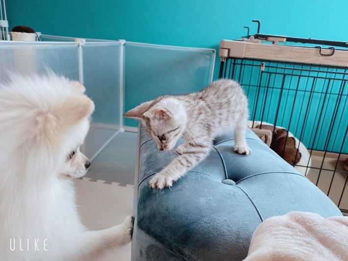 対面するこめたくんとうにちゃん