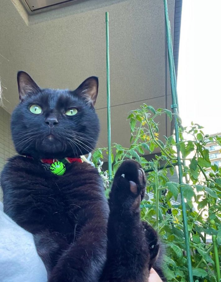 緑がよく似合うもずくくん