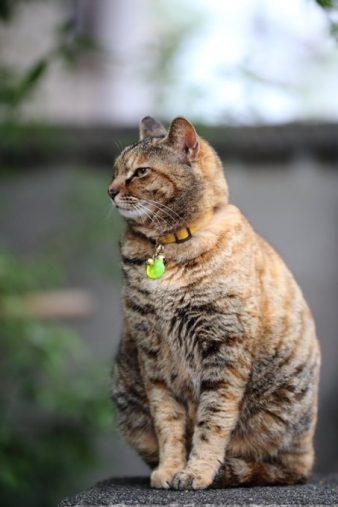 夕やけだんだんで暮らしていた頃