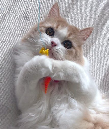 あざとかわいい