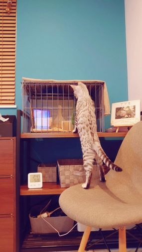 ケージは2重なので、うにちゃんの手が当たることはない