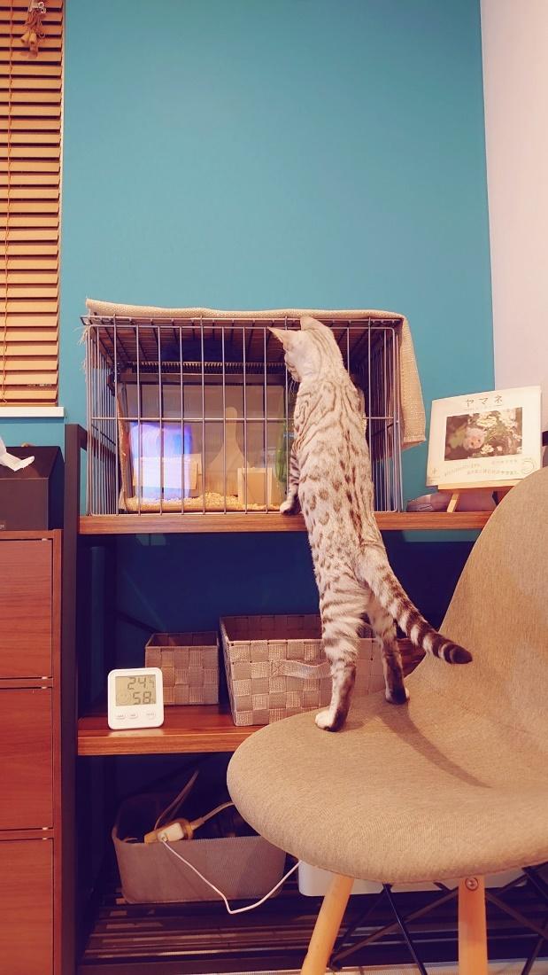 ケージは2重なので、うにちゃんの手が当たることはない