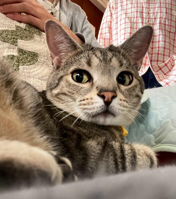 先住猫のシナモンさん